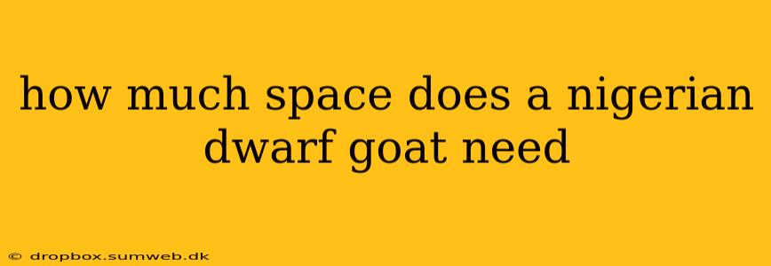 how much space does a nigerian dwarf goat need