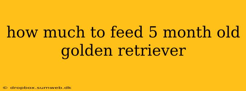 how much to feed 5 month old golden retriever